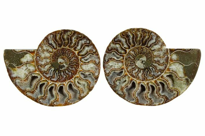 Cut & Polished Crystal-Filled Ammonite Fossil - Madagascar #354111